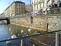 Patos en el lago Lehman.