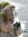 Mono que fuma.